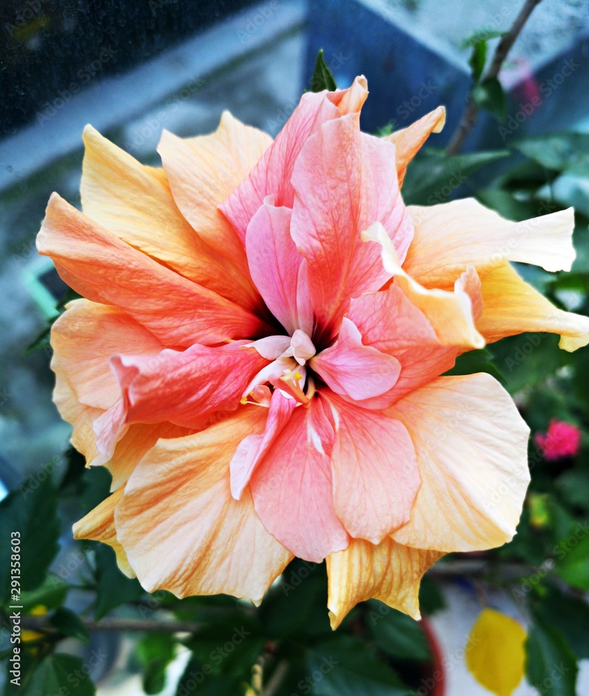 Fototapeta premium Pink -orange - hibiscus flower
