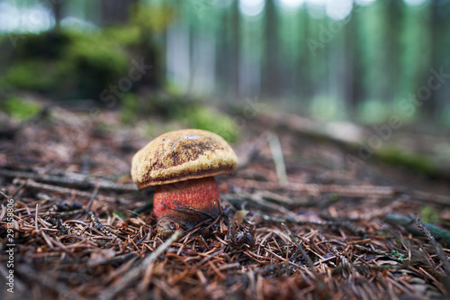 Neoboletus luridiformis known until 2014 as Boletus luridiformis, is a fungus of the bolete family, all of which produce mushrooms with tubes and pores beneath their caps is known as scarletina bolete