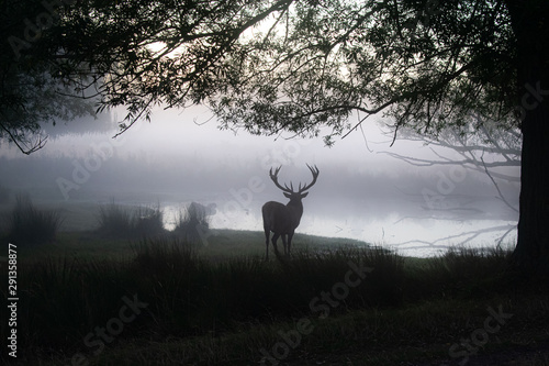 Deer by Lake