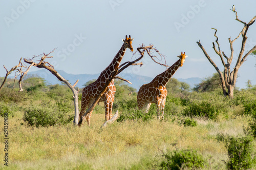 Flocks of giraffes in the savannah