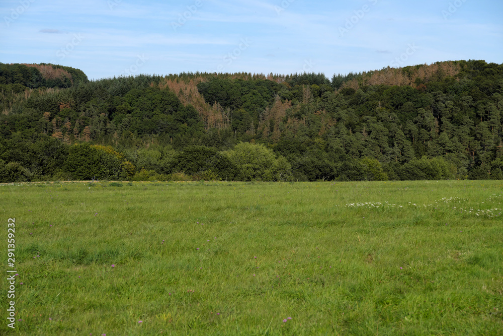 Grüne Wiese und grüner Wald mit abgestorbenenn Bäumen Nähe Montabaur im Westerwald Mitte September 2019 - Stockfoto