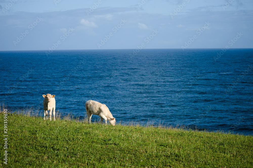 Veals grazing by the sea in the coast of Cantabria, Spain Veals grazing by the sea in the coast of Cantabria, Spain