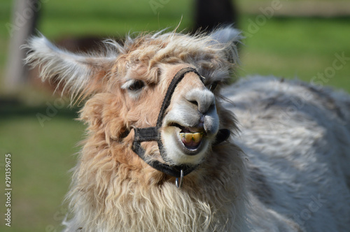 A llama at the farm