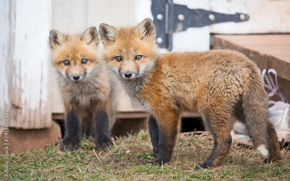 Fototapeta premium Red fox kits