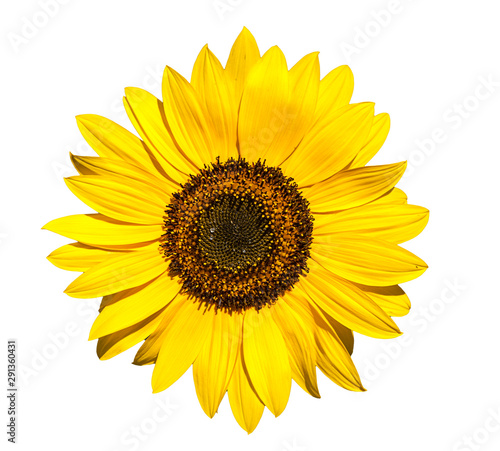 Sunflower flower isolated on white background (view from a different perspective in the portfolio)