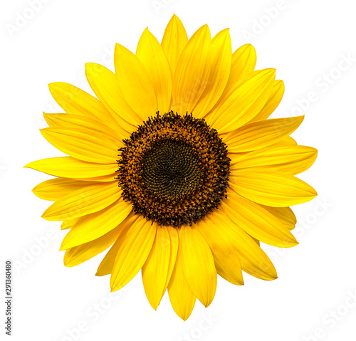 Fototapeta Naklejka Na Ścianę i Meble -  Sunflower flower isolated on white background (view from a different perspective in the portfolio)