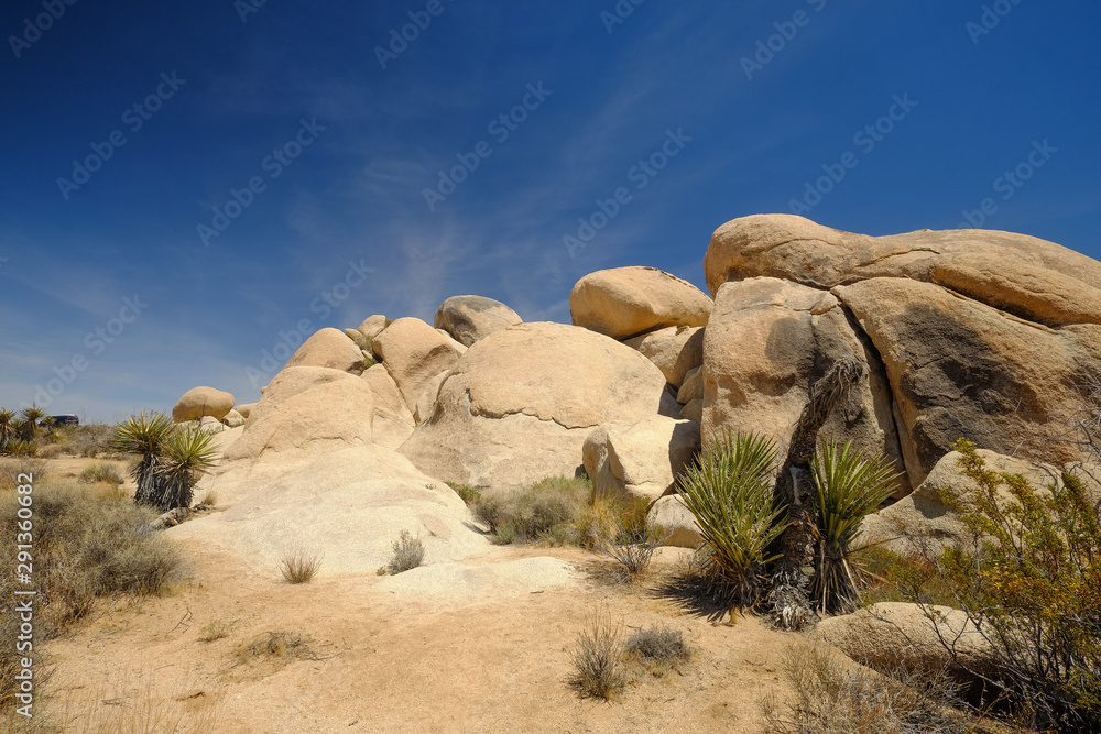 Joshua trees and Gneiss Rocks in and around Joshua Tree national park bordering the Colorado and Mojave desert Joshua trees and Gneiss Rocks in and around Joshua Tree national park bordering the Colorado and Mojave desert