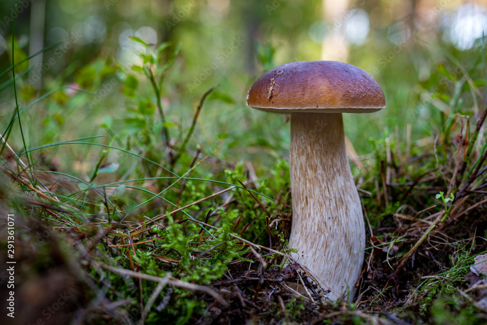 Boletus edulis growing in the forest. Boletus edulis Bull in a forest glade in Central Europe. Boletus edulis growing in the forest. Boletus edulis Bull in a forest glade in Central Europe.