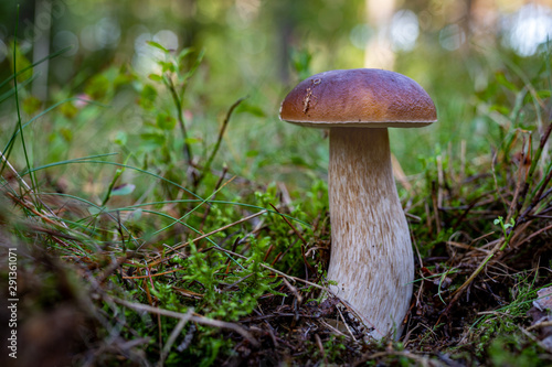 Boletus edulis growing in the forest. Boletus edulis Bull in a forest glade in Central Europe.