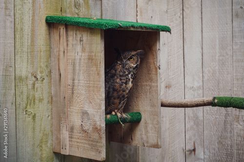 owl