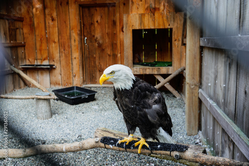 american bald eagle