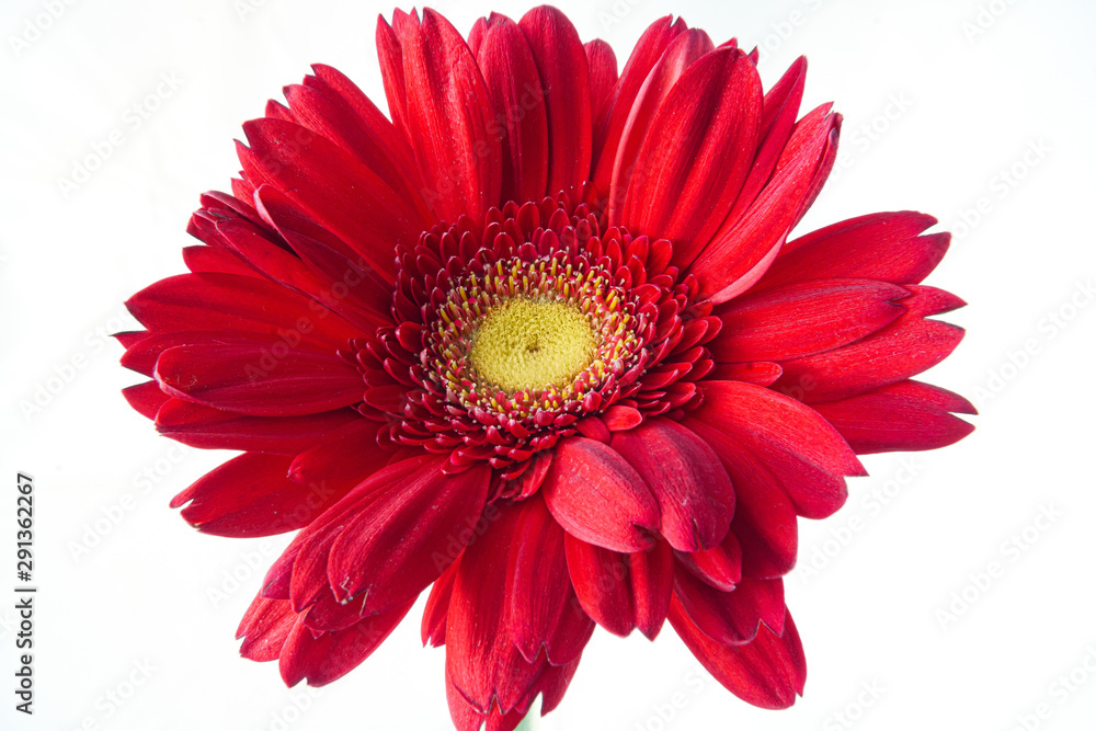 Closeup of a red gerbera with white background Closeup of a red gerbera with white background