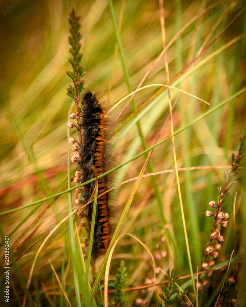 Caterpillar on leaf surrounded by tall grass