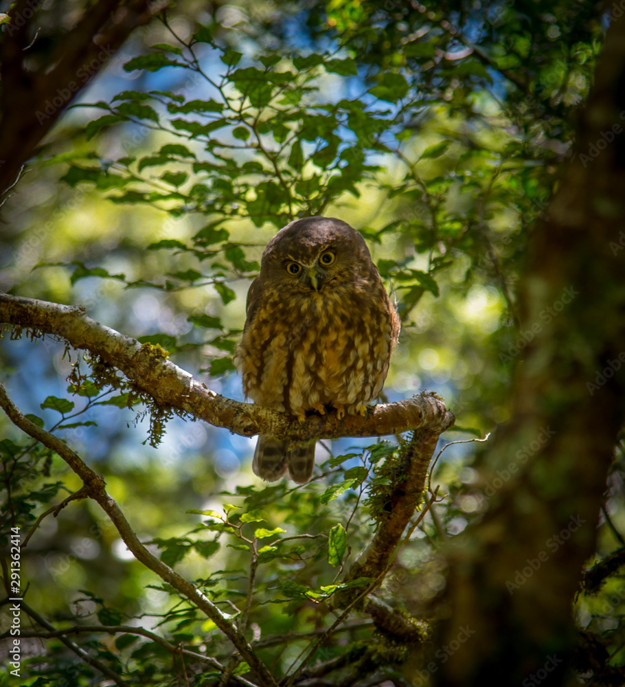 Morpork Owl perched on a branch in Fiordland National Park Morpork Owl perched on a branch in Fiordland National Park