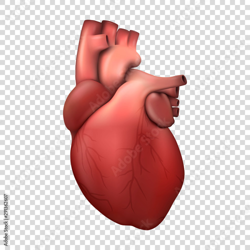 Vector 3d Realistic Health Heart Model Icon Closeup Isolated on Transparent Background. Design Template of Human Organ Anatomy, Medical Concept. Front View