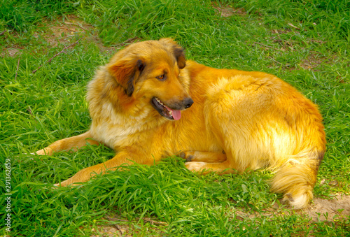 Red dog resting lying on the green grass. © qwertfak