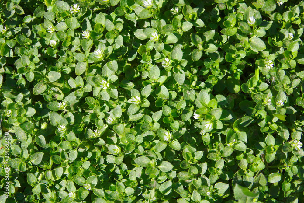 Obraz premium Green background. spring young grass.