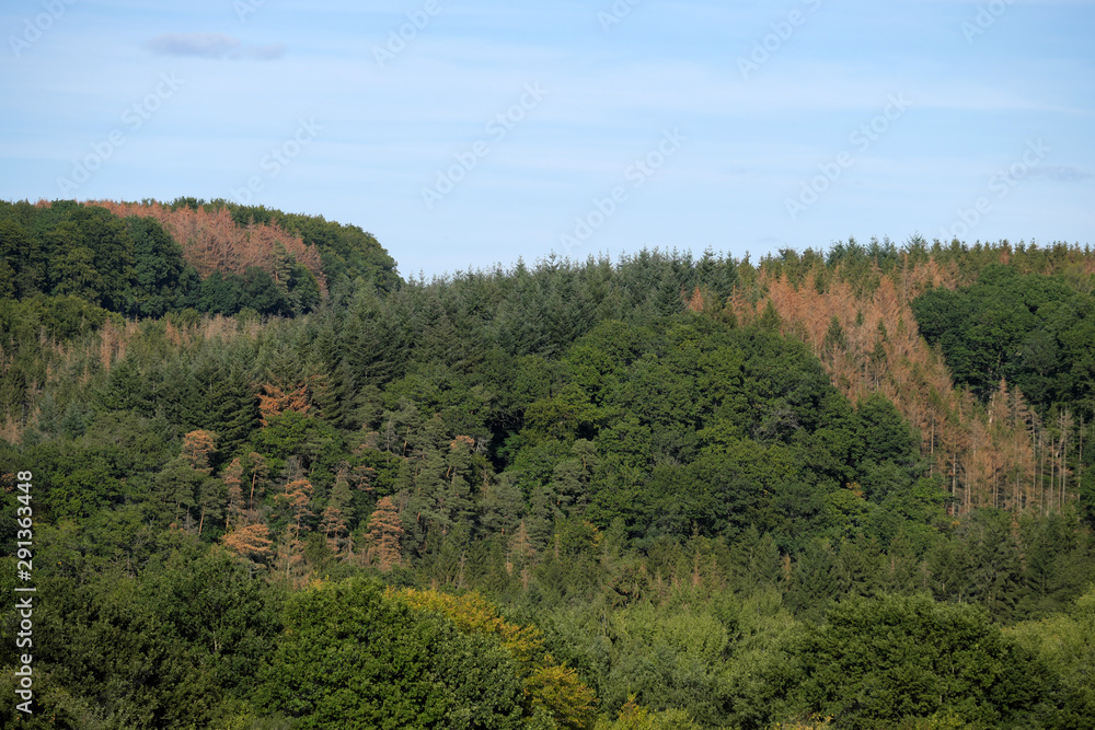 Gesunde Laubbäume und abgestorbene Nadelbäume im Gelbachtal im Westerwald Nähe Montabaur Mitte September 2019 - Stockfoto