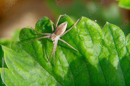 Gray spider on a green leaf of strawberry.