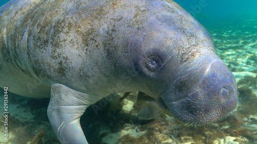 Close up of a West Indian Manatee (Trichechus manatus) swimming to their morning feeding grounds.  © Phil Lowe