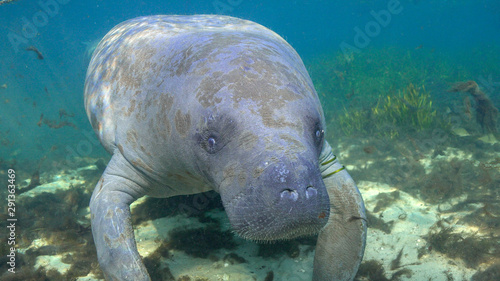 Close up of a West Indian Manatee (Trichechus manatus) swimming to their morning feeding grounds. 