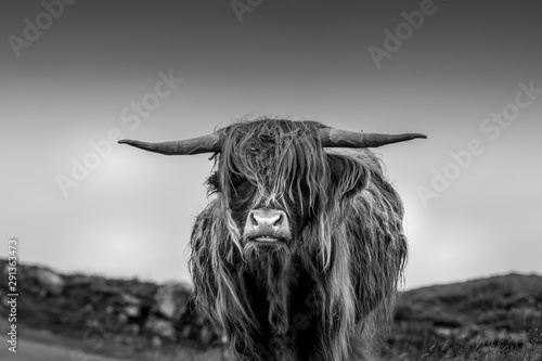 Photography Highland Cow