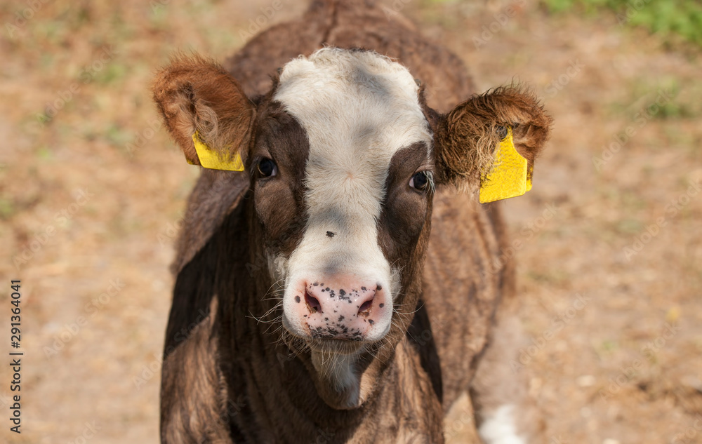 Obraz premium baby cow at the farm. closeup