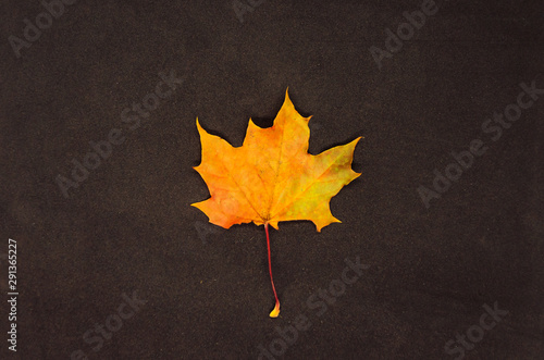 A golden maple leaf. Beautiful October time