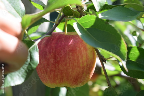 Macro de manzana roja en su árbol