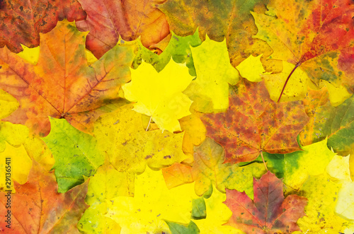 Bright autumn maple leaves texture. Autumn natural carpet.