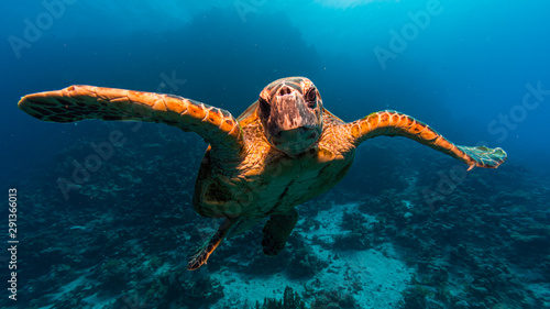 Schildkröte vor blauem Hintergrund beim Tauchen in Ägypten photo