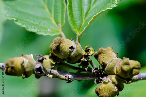 Fruits of Chinese Witch Hazel, Hamamelis mollis