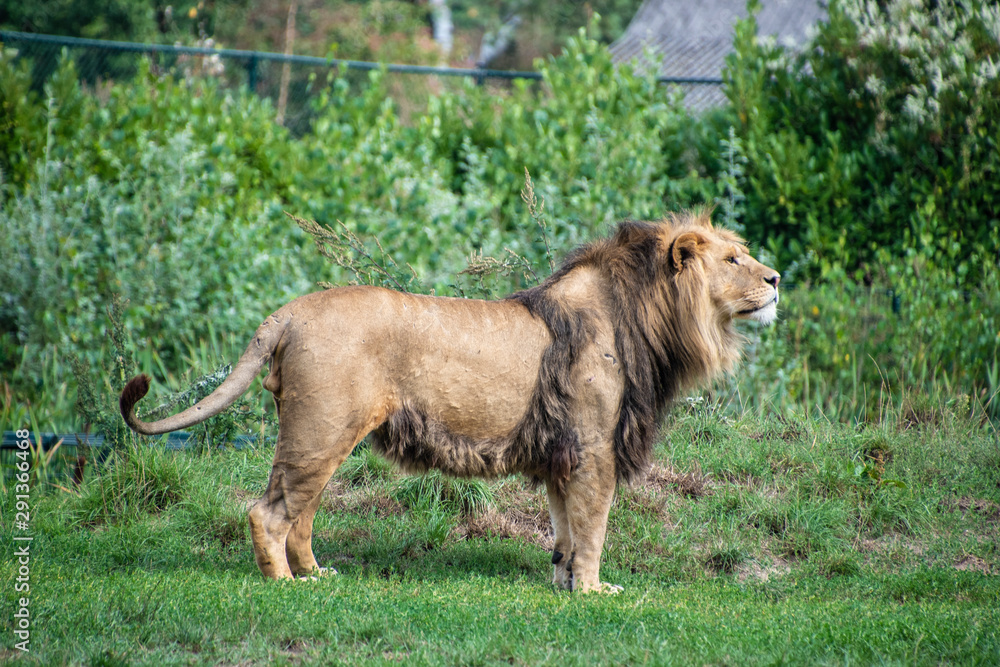 Naklejka premium Asiatic lion (Panthera leo persica). A critically endangered species.