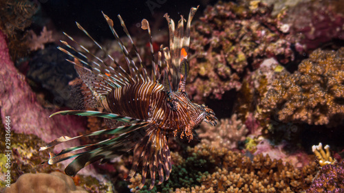 Rotfeuerfisch im Korallenriff © Heiko der Urlauber