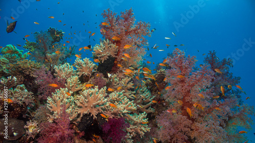 Bunter Fischschwarm um Koralle vor blauem Hintergrund