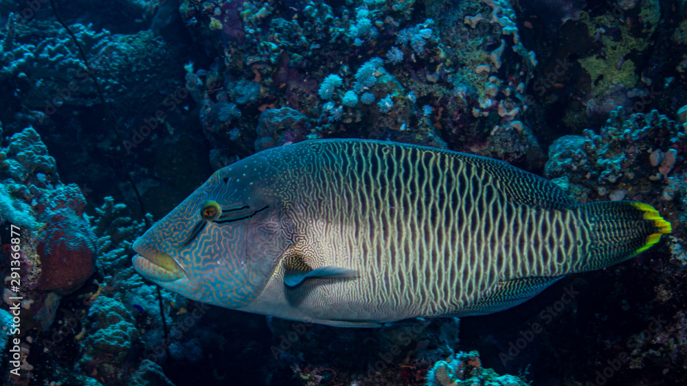 Obraz premium Junger Napoleonlippfisch beim Tauchen im Korallenriff in Ägypten