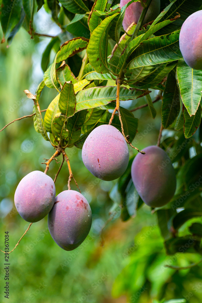 Cultivation of exotic sweet fruit mango in subtropical Malaga-Granada tropical coast region, Andalusia, Spain, ripe mango fruits in tree Cultivation of exotic sweet fruit mango in subtropical Malaga-Granada tropical coast region, Andalusia, Spain, ripe mango fruits in tree