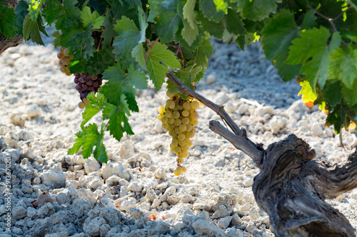 Ripe white grape growing on special soil in Andalusia, Spain, sweet pedro ximenez or muscat, or palomino grape ready to harvest, used for production of jerez, sherry sweet and dry wines photo