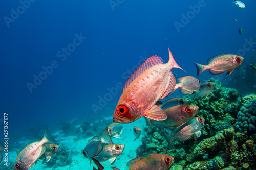 Fototapeta Naklejka Na Ścianę i Meble -  Fische im Korallenriff vor blauem Hintergrund