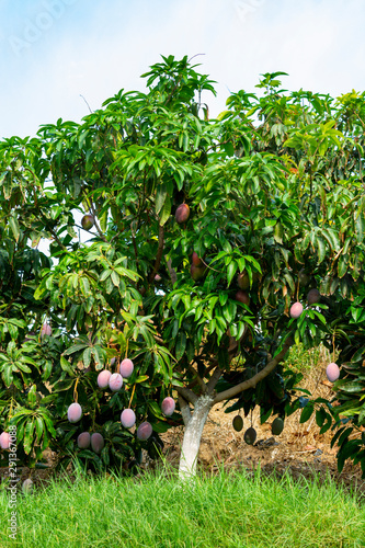 Cultivation of exotic sweet fruit mango in subtropical Malaga-Granada tropical coast region, Andalusia, Spain, plantations of mango trees