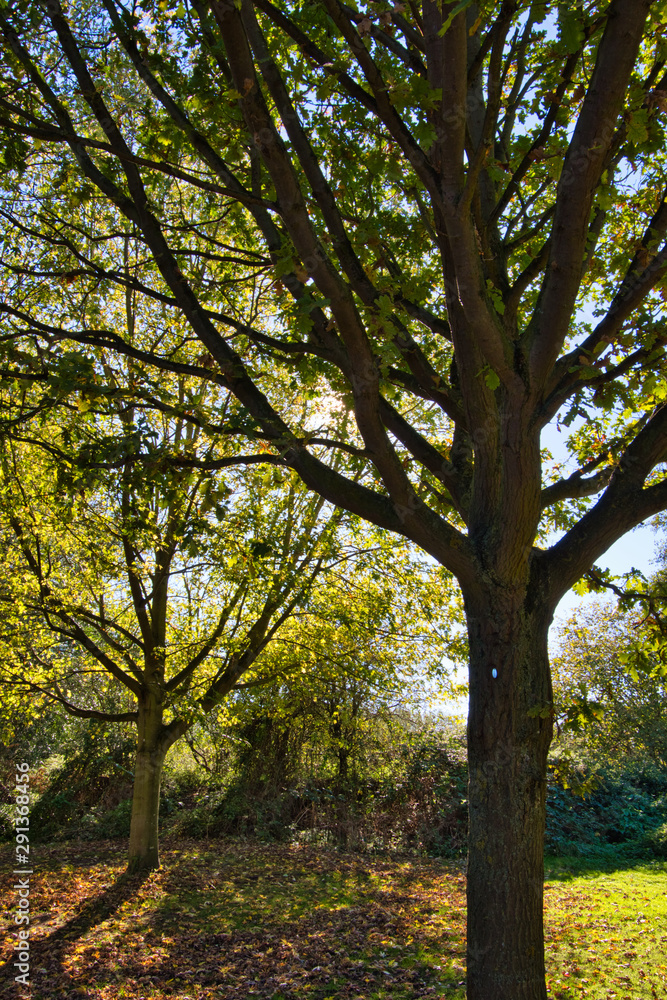 autumn tree, sunlight, and shadow in the park autumn tree, sunlight, and shadow in the park
