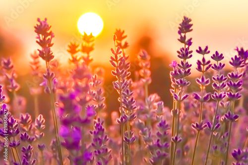 Lavender Flowers at the Plantation Field at the Sunset, Lavandula Angustifolia