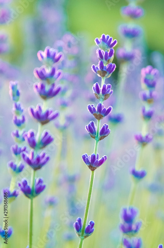 Lavender Flowers at the Plantation Field, Lavandula Angustifolia