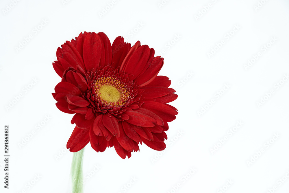 Closeup of a red gerbera with white background