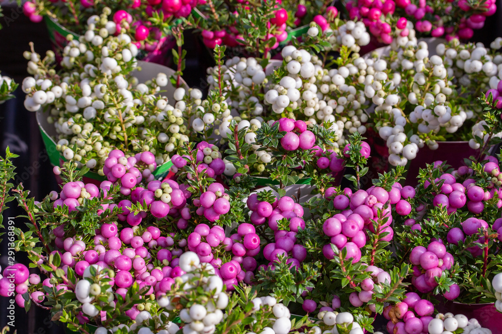 Gaultheria mucronata berry fruit white pink purple. Pernettya Gaultheria potted plant, background horizontal vegetable wallpaper