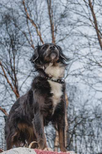 Fototapeta Naklejka Na Ścianę i Meble -  morning walk of a beautiful dog in the park Murmansk Russia