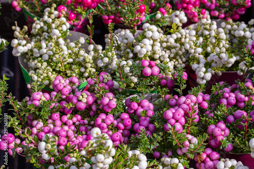 Gaultheria mucronata berry fruit white pink purple. Pernettya Gaultheria potted plant, background horizontal vegetable wallpaper