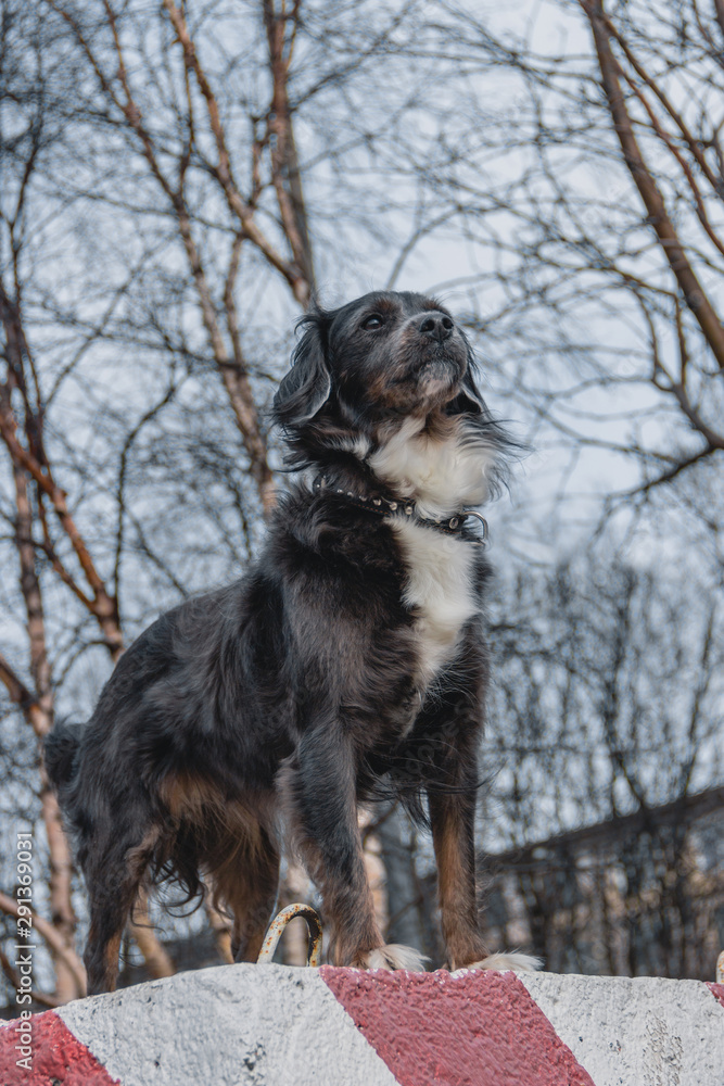 morning walk of a beautiful dog in the park Murmansk Russia morning walk of a beautiful dog in the park Murmansk Russia