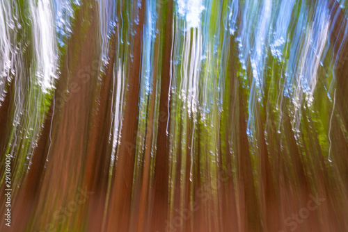 Abstract image of tall trees Whakarewarewa Redwood Forest photo