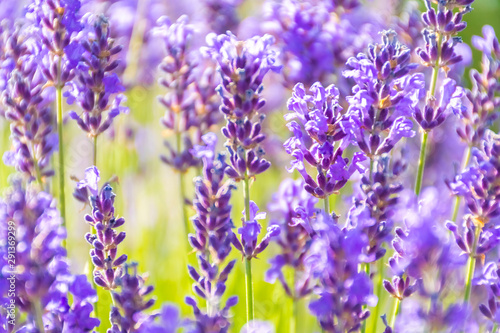 Lavender Flowers at the Plantation Field  Lavandula Angustifolia